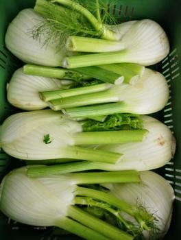 Fenchel kg Festpreis