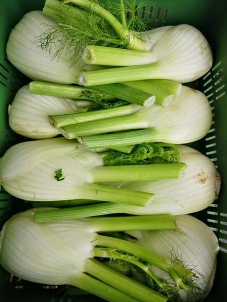 Fenchel kg Festpreis